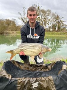 Common Carp