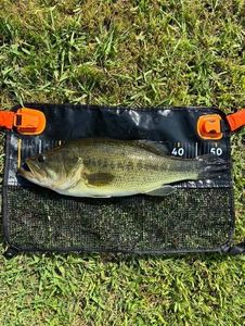 Largemouth Bass