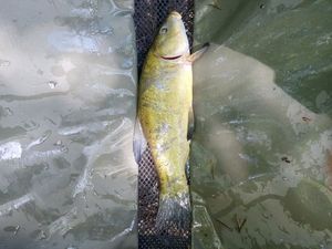 Tench