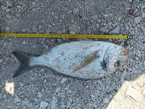 Gilthead Seabream