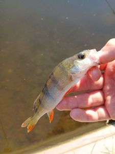 European Perch