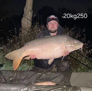 Mirror Carp
