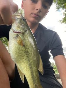 Largemouth Bass