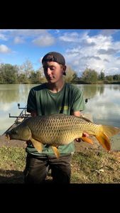 Common Carp