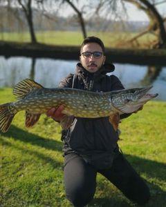 Northern Pike