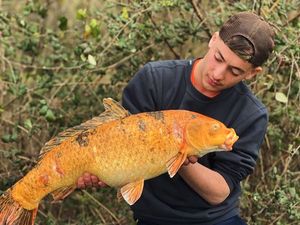 Koï Fish
