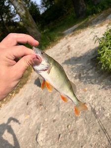 European Perch