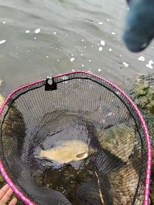 Common Bream