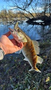 Zander