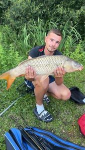 Common Carp