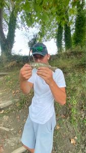 Smallmouth Bass