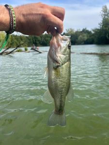 Black Sea Bass