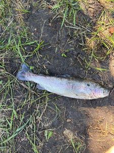 Lake Trout