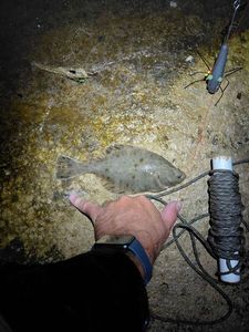 European Flounder