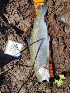 Rainbow Trout