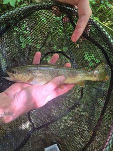 Brown Trout
