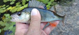 European Perch