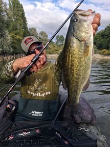 Largemouth Bass