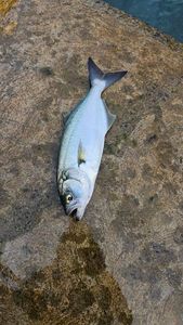 Bluefish