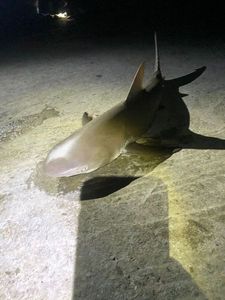 Lemon Shark
