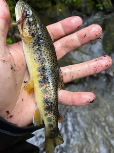Brown Trout