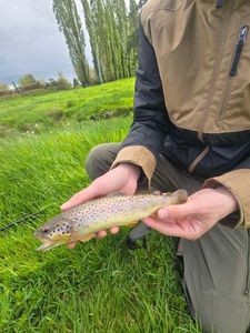 Brown Trout