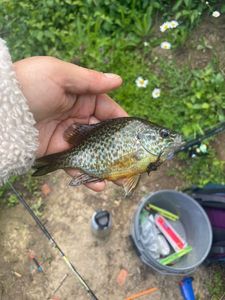 Green Sunfish