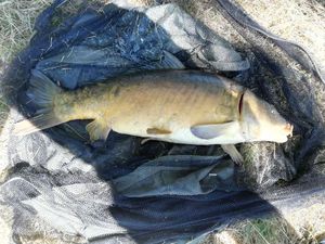 Mirror Carp