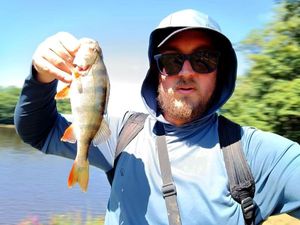 European Perch