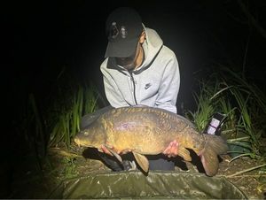Mirror Carp