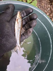 Gudgeon