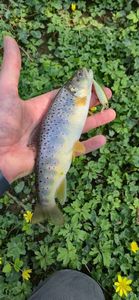 Brown Trout