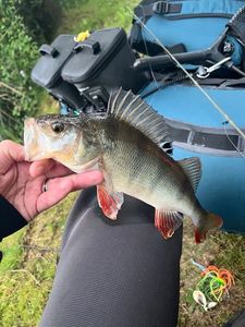 European Perch