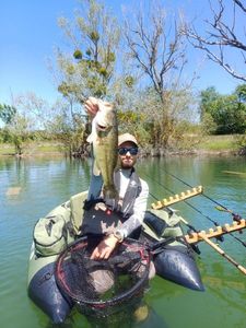 Largemouth Bass