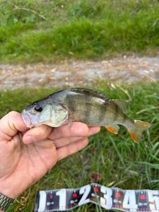 European Perch