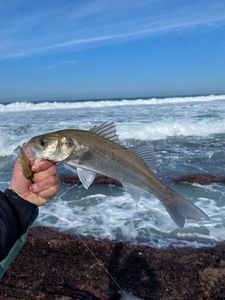 European Bass (Seabass)