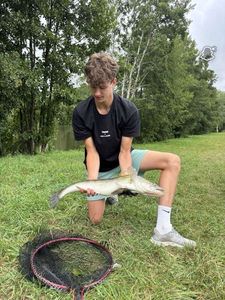 Zander