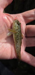 Round Goby
