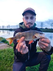 Yellow Perch