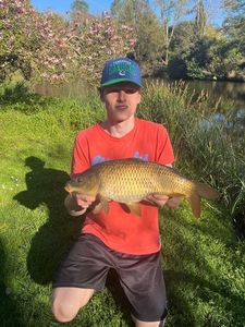 Common Carp