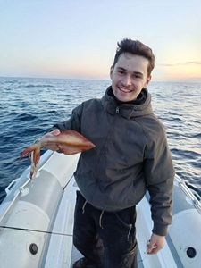 European Squid