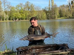 Sturgeon