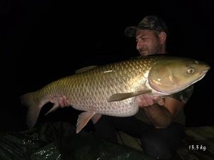 Grass Carp