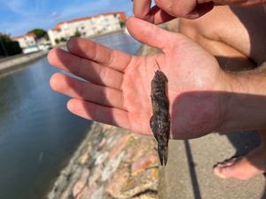 Ballan Wrasse