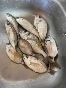 Black Seabream