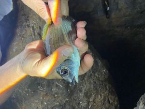 Black Seabream