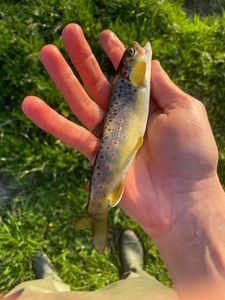 Brown Trout