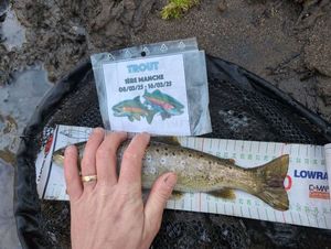 Brown Trout