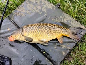 Common Carp