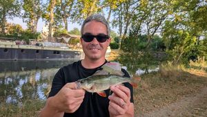 European Perch